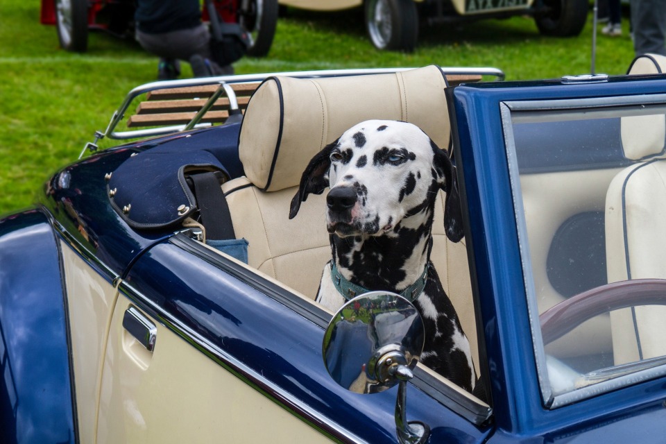 Featured image for 7th Annual Wags & Wheels Car Show