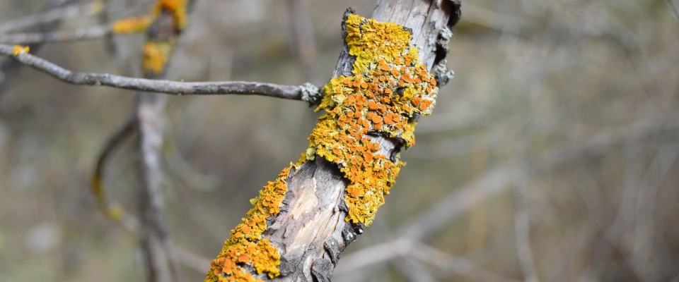 Featured image for Nature's Recyclers | A Land Ethic Workshop