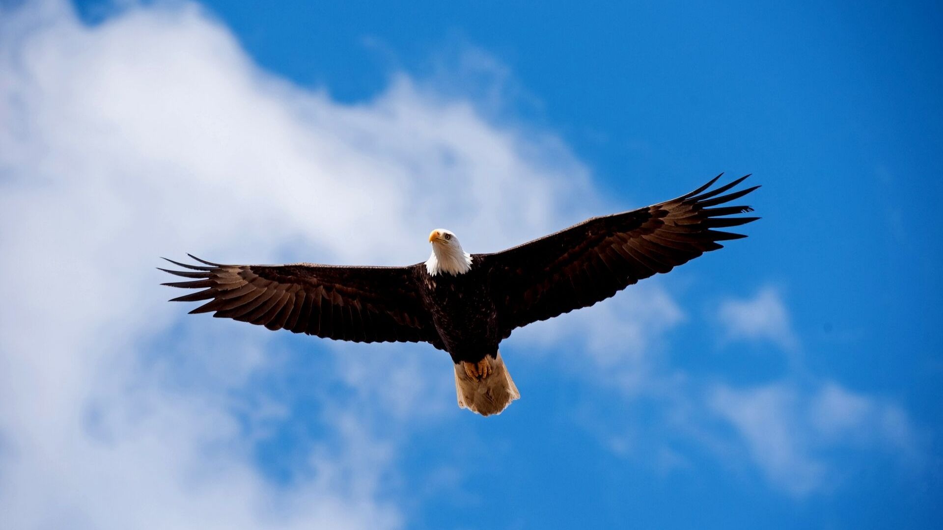 Eagle Migration Event November 9, 2019 Unleash Council Bluffs