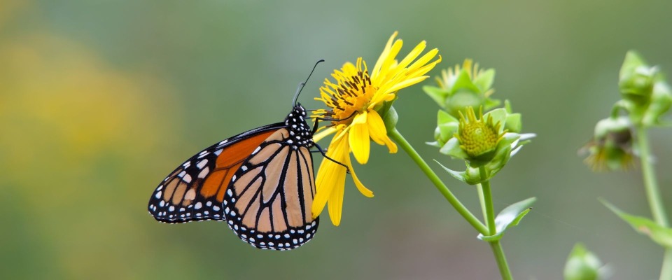 Featured image for Gardening with Native Plants: Introduction to Pollinators and Native Plants