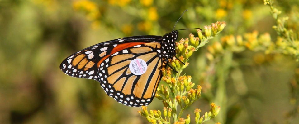 Featured image for Monarch Tagging | 3 P.M.