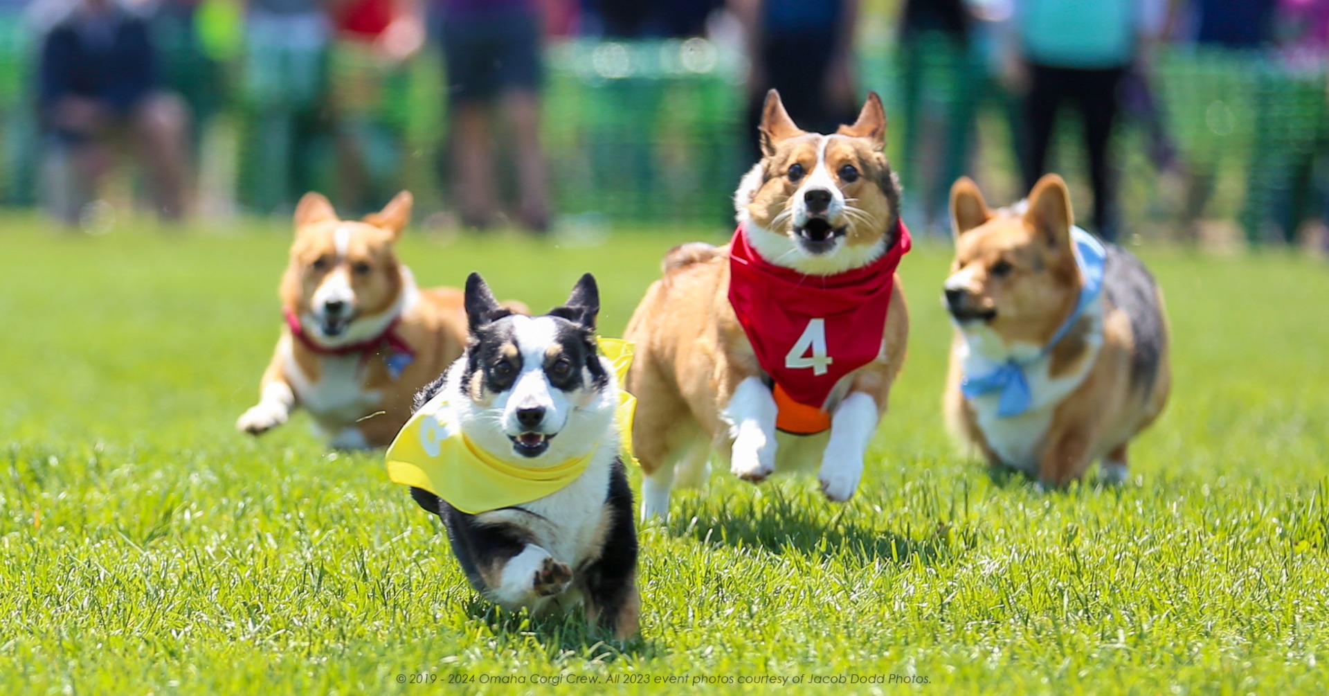 Corgi Races Near Me 2024 Schedule - Megen Marrilee