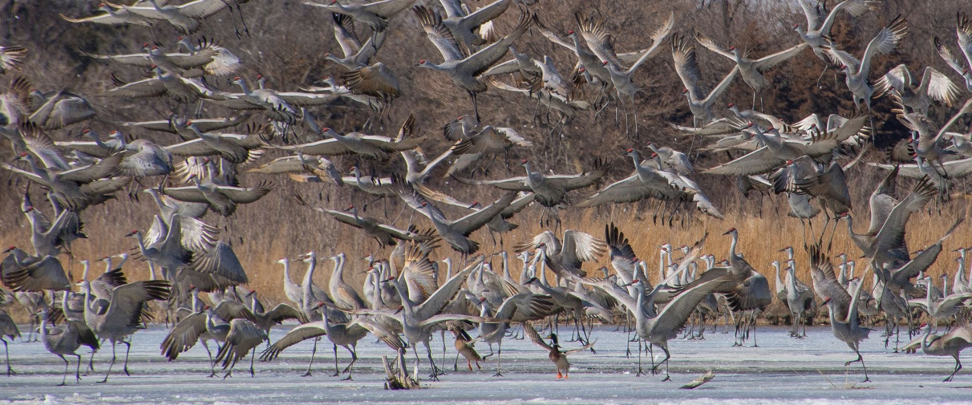 The Great Migration Sandhill Cranes in Nebraska March 7 Honey