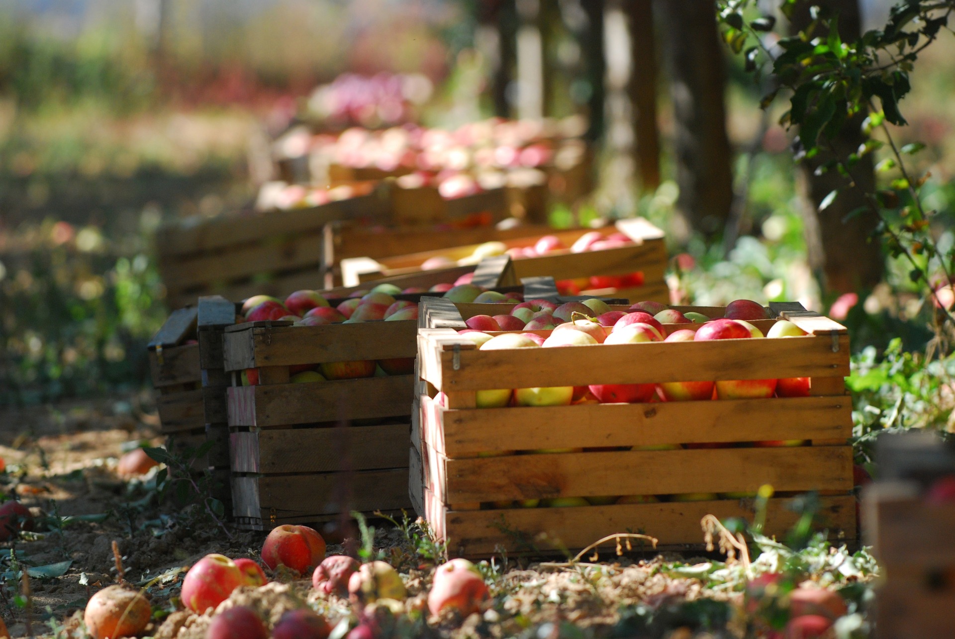 Apples in crate