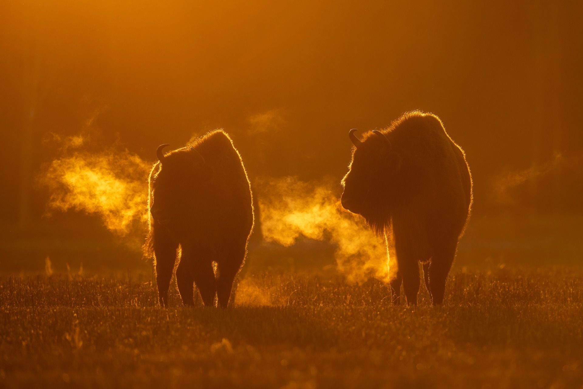 Bison at dawn