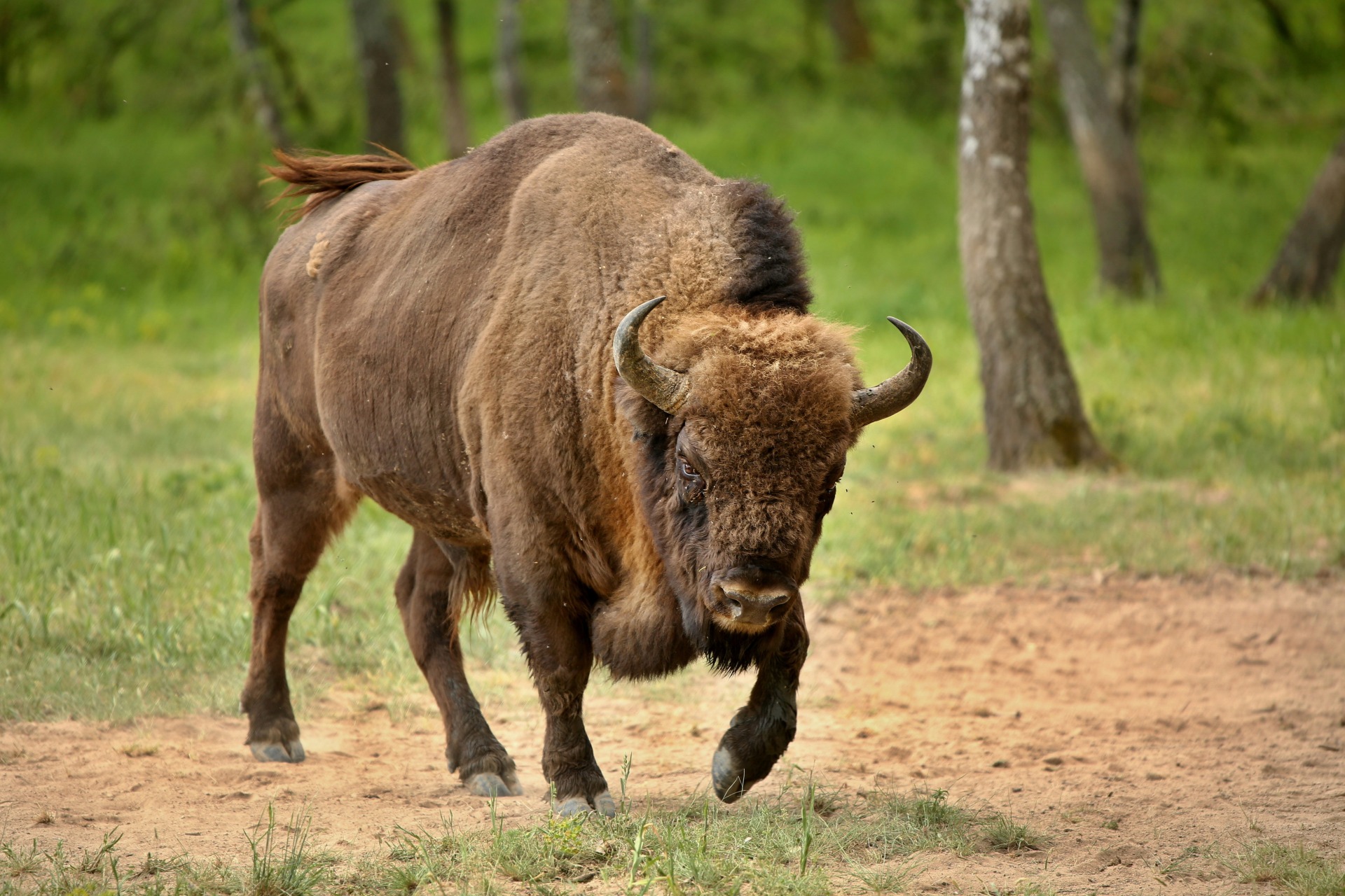 Bison